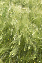 Spring Field of the green Barley 