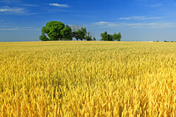 wheat and blue sky