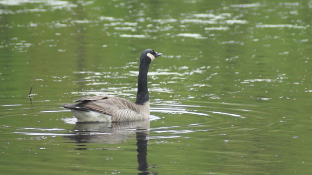 A Canada Goose calls.  The force of the honking sends out ripples on the calm water of a pond.  