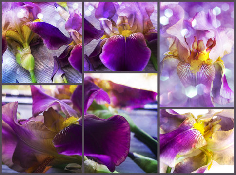 Purple iris flowers collage