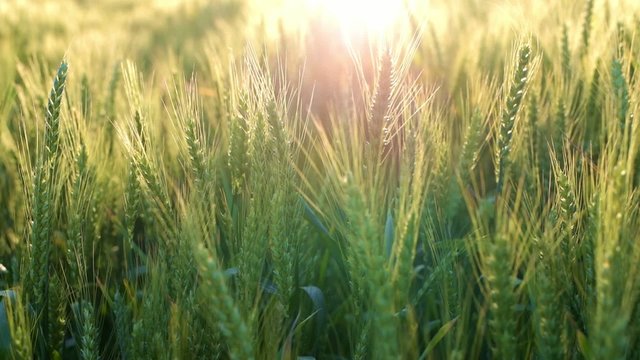 Dreamy light on corn-field on sunset