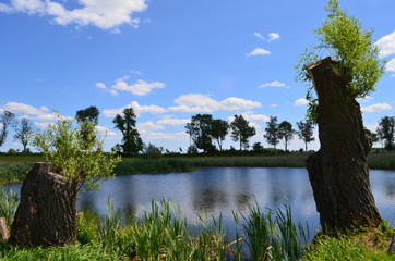 staw naturalny  © agnes78