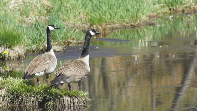 A breeding pair of Canada Geese stand on shore of a pond giving their honking call sound to warn others.