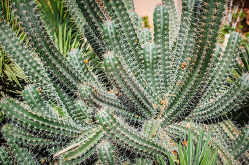 Beautiful Cactus in the garden