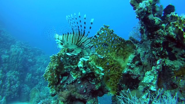  common lionfish&nbsp;or&nbsp;devil firefish&nbsp;(Pterois miles) swims near reef 