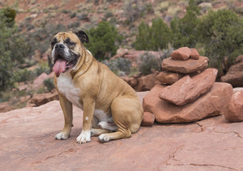Bulldog sitting by a pile of red rocks while resting from hiking in the desert