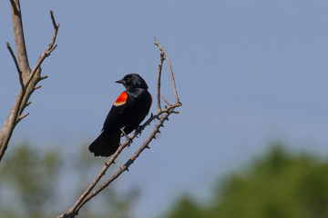 Red-winged Blackbird