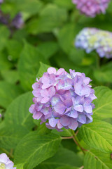 紫のあじさい（紫陽花）