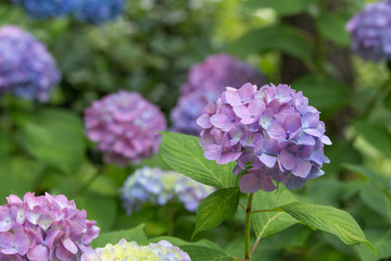紫のあじさい（紫陽花）