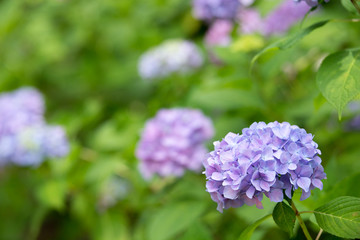 紫のあじさい（紫陽花）