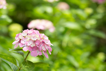 ピンクのあじさい（紫陽花）