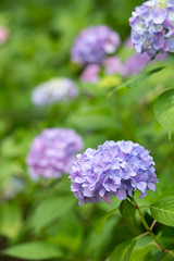 紫のあじさい（紫陽花）