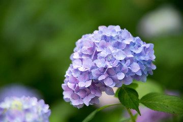 Fototapeta premium 季節を彩る紫のあじさい（紫陽花）の風景