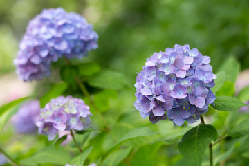 紫のあじさい（紫陽花）