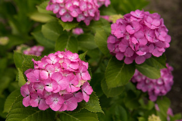 ピンクのあじさい（紫陽花）