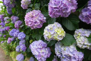 紫のあじさい（紫陽花）
