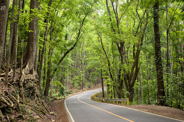Loboc Man-Made Forest, Bohol - Philippines .