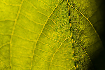 Close-up of leaf veins