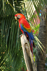 Colorful macaw