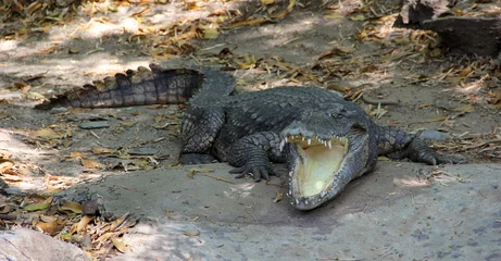 Photo sur Aluminium Crocodile Crocodile