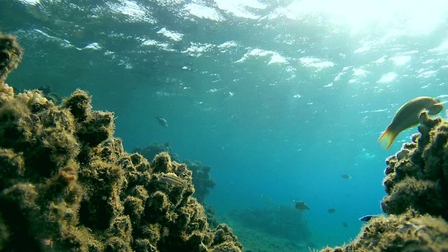  The life of a coral reef, Red sea, Marsa Alam, Abu Dabab, Egypt
