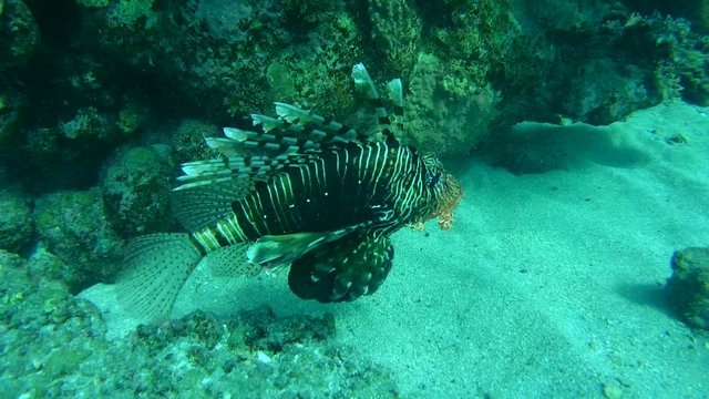 frillfin turkeyfish&nbsp;(Pterois mombasae) swims near coral reef 
