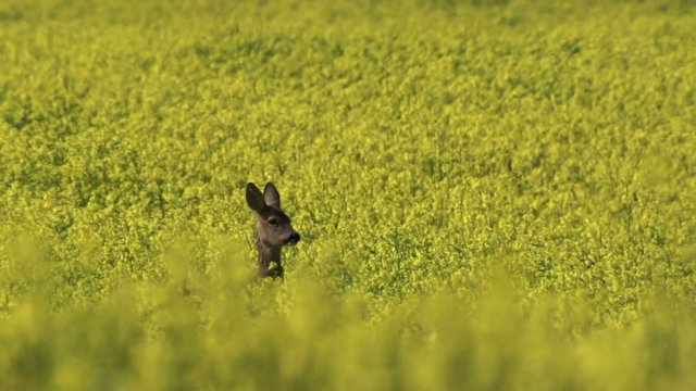 Rehe im Fr&uuml;hling