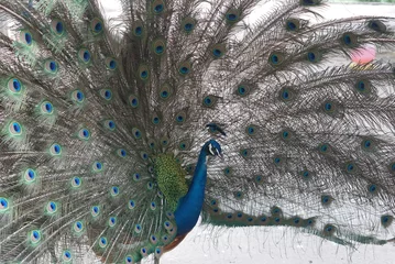 Fotobehang Beautiful Indian peacock spread tail-feathers © augustcindy