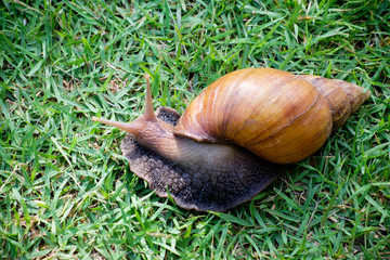 snail on green glass