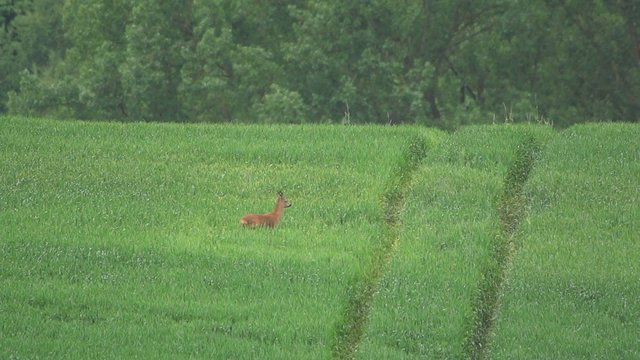 Rehe im Fr&uuml;hling