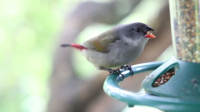 Red Browed Finch and Other Birds in a Cape Garden Bird Feeder