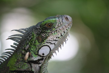 Green Iguana