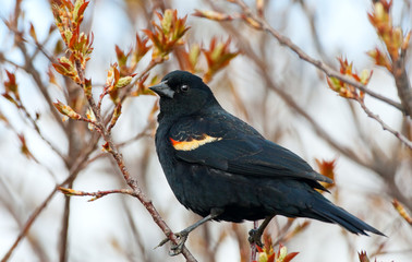 Red-Winged Blackbird