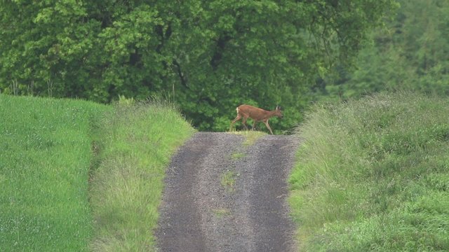 Rehe im Fr&uuml;hling