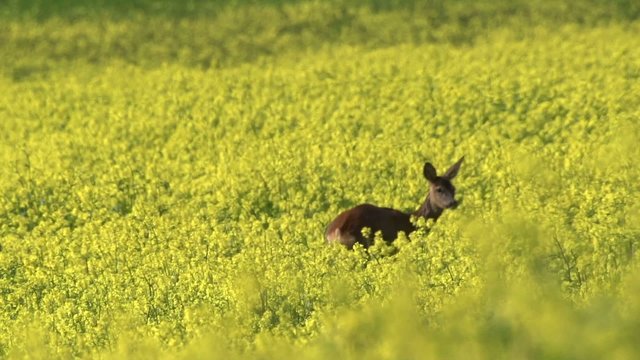 Rehe im Fr&uuml;hling