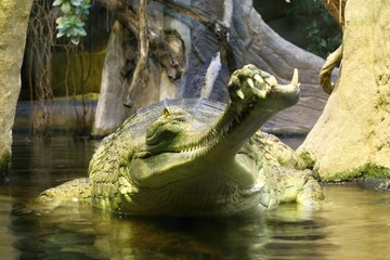 gavial