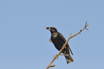 Common Starling - Sturnus vulgaris