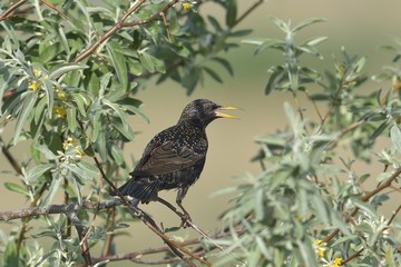 Common Starling - Sturnus vulgaris