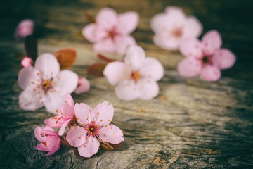 Fototapeta na wymiar Spring Blossom over wood background