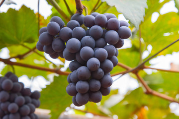 Large bunch of red wine grapes hang from a vine, warm. Ripe grapes with green leaves. Natural background with Vineyard. Wine concept