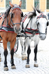 Two horses harnessed to the cart