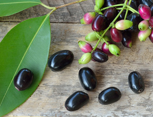 Jambolan plum on white background