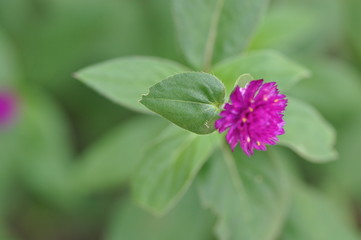 purple flower / purple flower close up