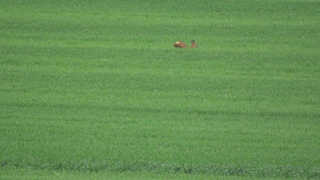 Rehe im Fr&uuml;hling