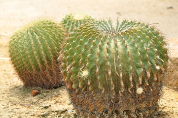 cactus / Cactus Plants