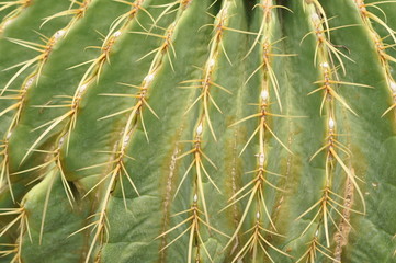 Cactus / Cactus Plants