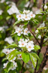 blossom