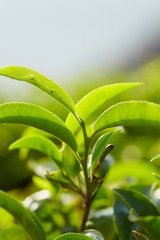 Close up tea leaf d