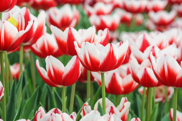 Red tulips.