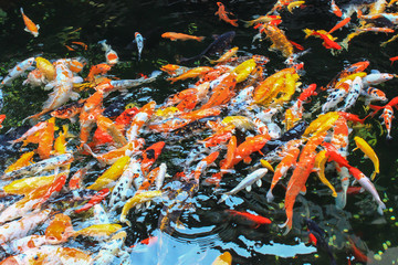 Koi, Japanese call a group of fancy carp. Fancy carps in a pond in Shanghai. Koi is richness sign in Chinese believed.